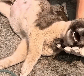 T1905035 Rescue puppy rescue animals animalsof rescuedog puppy part2