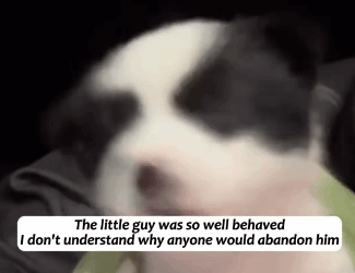 T2305027 was taking out the trash, I heard a puppy barking inside part2