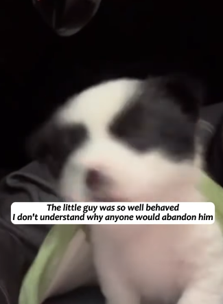 T2305027 was taking out the trash, I heard a puppy barking inside part2