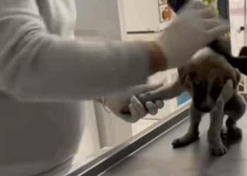 T0406010 Rescue of a small dog abandoned in the snow❤️ #heroes part2