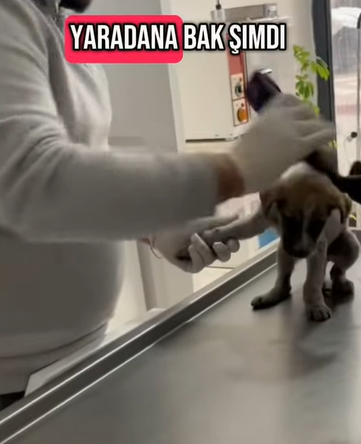 T0406010 Rescue of a small dog abandoned in the snow❤️ #heroes part2