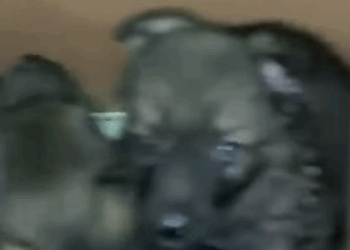 T0506016 2 cardboard boxes full of puppies abandoned on the side of the road part2