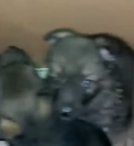 T0506016 2 cardboard boxes full of puppies abandoned on the side of the road part2