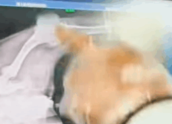 T1805014 Rescue of a small abandoned dog with serious problems part2