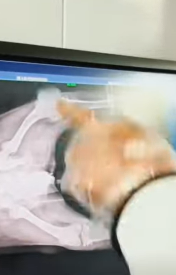 T1805014 Rescue of a small abandoned dog with serious problems part2