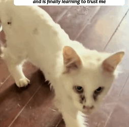 T1605012 A Maine Coon cat that had been abandoned was finally rescued after a lot of time and money were spent on it part2