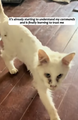 T1605012 A Maine Coon cat that had been abandoned was finally rescued after a lot of time and money were spent on it part2