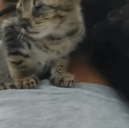 T1505029 This morning I saw an abandoned kitten in a cardboard box part2