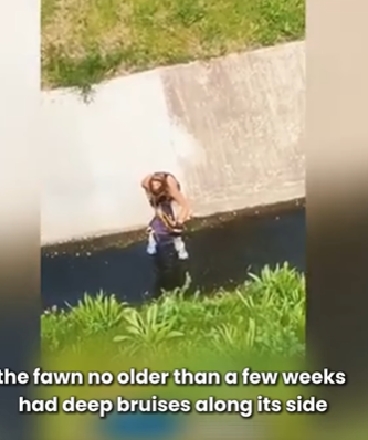 D1705003 Injured and Drowning Deer Life Saved Just in Time part2