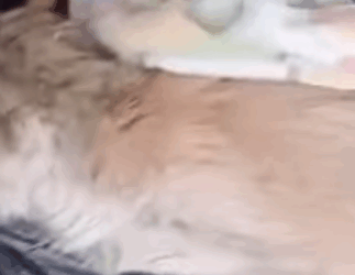 T1905026 This man heard whimpering noise of the dog and came to check on the poor animal part2