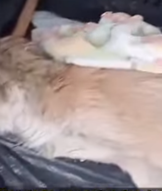 T1905026 This man heard whimpering noise of the dog and came to check on the poor animal part2