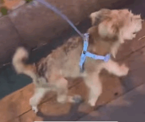 T2105023 Rescue dog part2