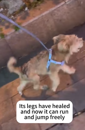 T2105023 Rescue dog part2