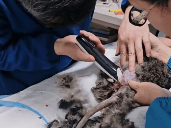 T2305028 Rescuing a cat crawling with an injured leg#fyp #animalsoftiktok #rescue #cat part2