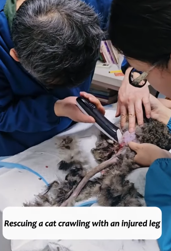 T2305028 Rescuing a cat crawling with an injured leg#fyp #animalsoftiktok #rescue #cat part2