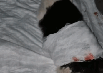 T0406013 Rescue of an abandoned cat with serious back problems❤️ part2