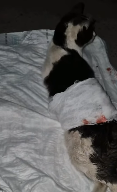 T0406013 Rescue of an abandoned cat with serious back problems❤️ part2