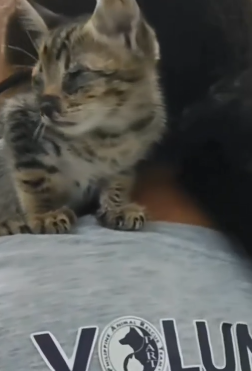 T1505029 This morning I saw an abandoned kitten in a cardboard box part2