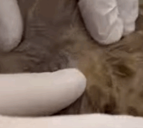 T1805008 Rescue of a small dog abandoned in an old house part2