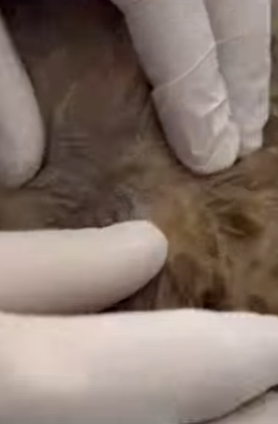 T1805008 Rescue of a small dog abandoned in an old house part2