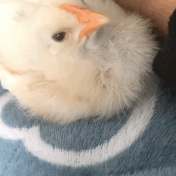 T1605009 Rescued a chick that fell out of a car and is now part of my family#fyp #usa #chicken #animalsoftiktok #trending #rescue #cute part2