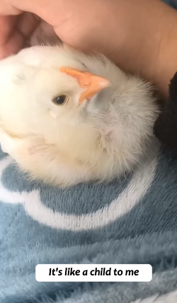 T1605009 Rescued a chick that fell out of a car and is now part of my family#fyp #usa #chicken #animalsoftiktok #trending #rescue #cute part2