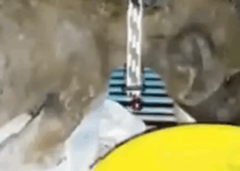 D1705028 Healing journey of puppy that once covered in scum and dirt part2