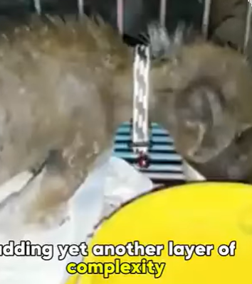 D1705028 Healing journey of puppy that once covered in scum and dirt part2