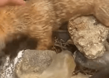 T1905037 The story of rescuing dog trapped by flood storm Puppy need help right now part2