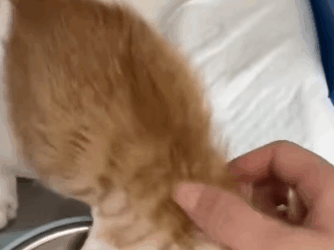 T2305023 The poor kitten was caught in a steel trap and couldn’t move part2