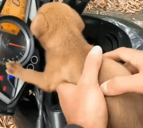 T0406021 Rescue of a small dog abandoned in the middle of the street part2