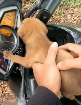 T0406021 Rescue of a small dog abandoned in the middle of the street part2