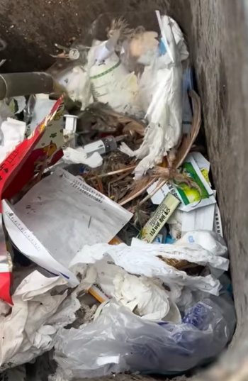 T1505028 Why do people abandon them They are so cute part2