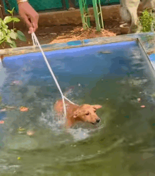 T1805005 Rescue of a small abandoned dog with problems part2