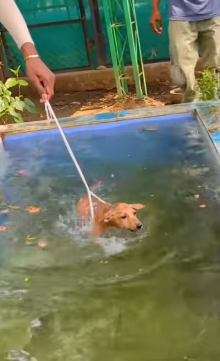 T1805005 Rescue of a small abandoned dog with problems part2