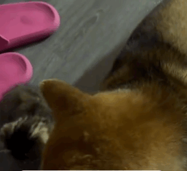 T1605034 A little kitten waiting for its end, but I found it before Death did part2