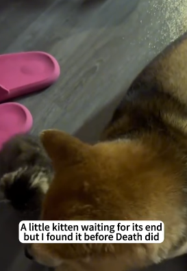 T1605034 A little kitten waiting for its end, but I found it before Death did part2