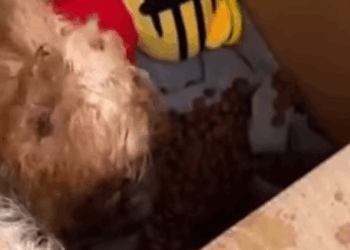 D1705023 INCREDIBLE rescuers saved this dog life forever part2