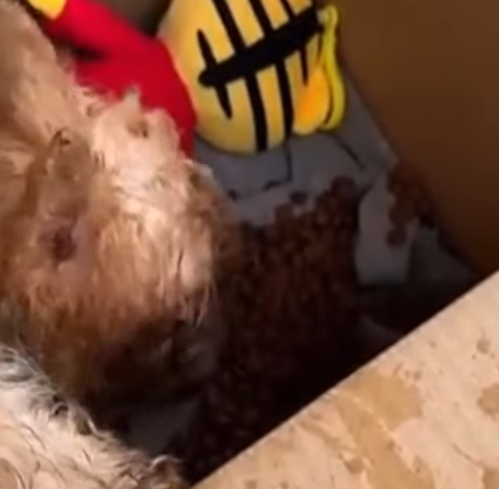 D1705023 INCREDIBLE rescuers saved this dog life forever part2