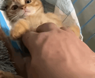 T1505018 She’s not alone anymore._part2