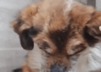 T1905027 Sad dog got saved by vet staff finally found happiness part2