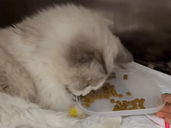 T2105036 kitten with strong vitality part2