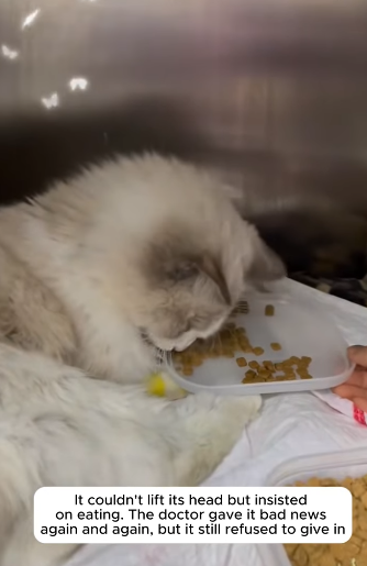 T2105036 kitten with strong vitality part2