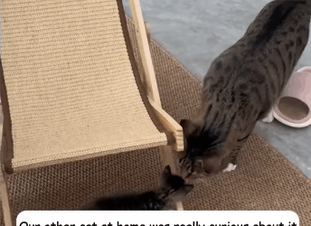 T2305036 This poor little kitten was stuffed in a can and kicked around like a ball by someone part2