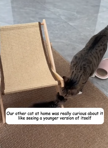 T2305036 This poor little kitten was stuffed in a can and kicked around like a ball by someone part2