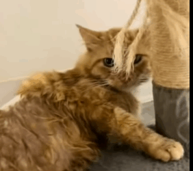 T0406031 Rescue of an abandoned cat with paw problems part2