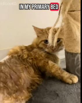 T0406031 Rescue of an abandoned cat with paw problems part2