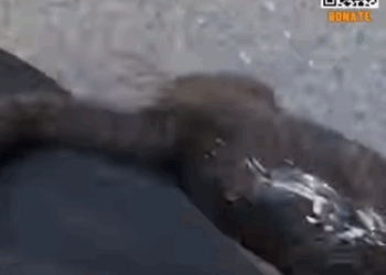 T0506025 AND SHE IS SYMBOL OF STRENGTH AND RESILIENCE part2