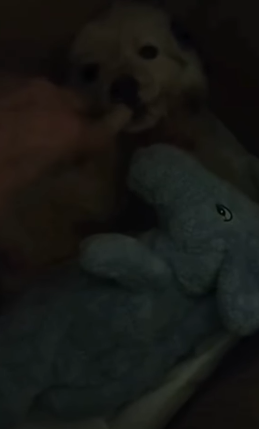 T1705008 Rescue of a small abandoned dog in difficulty❤️ part2