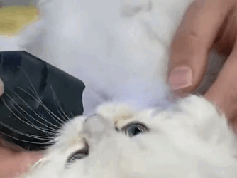 T1605027 rescue a kitten with a rectal prolapse#fyp #animalsoftiktok #rescue part2